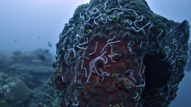 Group of sea cucumbers, Synaptula lamperti, crawling across a giant barrel sponge, Xestospongia sp., on a tropical reef in the Banda Sea.