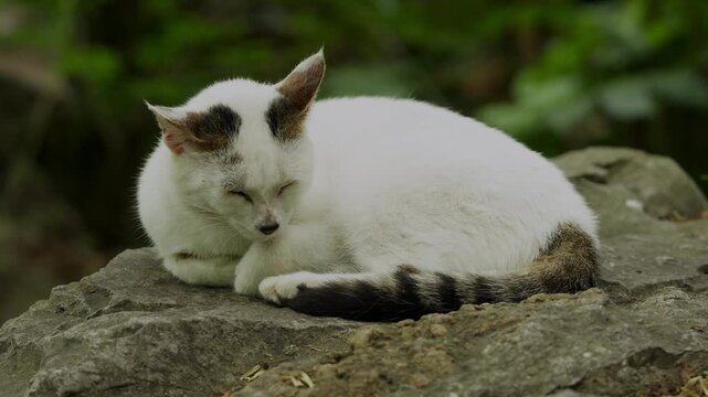 Content feline with distinctive brown patches resting on rock at Shanghai People's Park (4K25p)