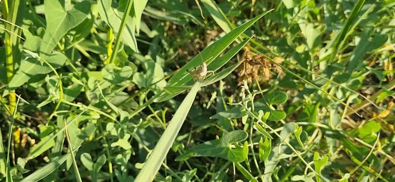 Macro shot of a green bush-cricket katydid sitting hidden in the lush grass
