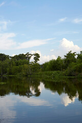 Fototapeta premium Serene Bayou Swamp and Tree Reflection near New Orleans Louisiana