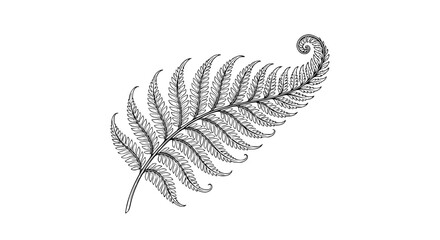 fern leaf, fern illustration, botanical fern, fiddlehead fern, black and white fern, nature leaf art, forest plant, detailed botanical, leafy branch, hand drawn outline engraving vector illustration d © Tanan
