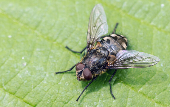 Fliege/ Dicker Brummer