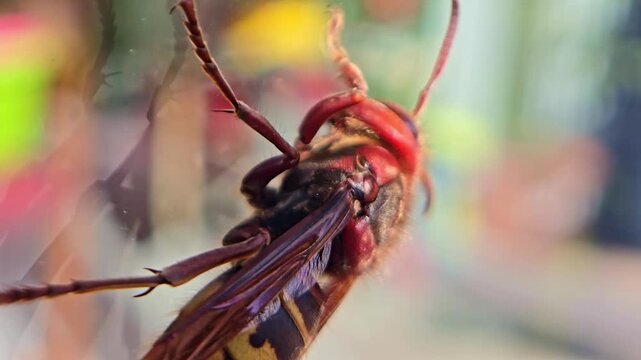 Vertical macro of hornet crawling across glass with visible body motion.