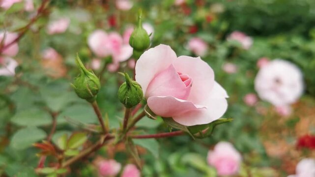 A delicate pink rose flower with buds sways in the wind in a summer garden.
