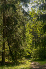 Naklejka premium Sunlit forest path under dense evergreen branches. Bright green foliage frames a woodland trail in soft summer light. Calm nature background for hiking and outdoor travel..