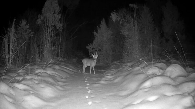 Male Roe deer (Capreolus capreolus) stopped on a frozen stream with a line of fresh tracks at night in Saaremaa, Estonia.
