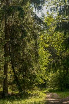 Sunlit forest path under dense evergreen branches. Bright green foliage frames a woodland trail in soft summer light. Calm nature background for hiking and outdoor travel..