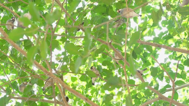 Small Padda oryzivora birds perched on a tree branch surrounded by lush green leaves.