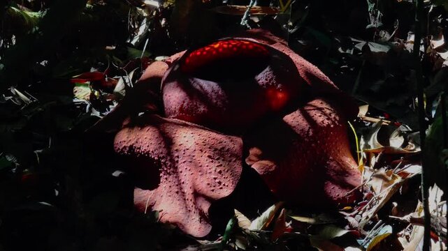 4K handheld slow motion detail of a wasp entering the center of a decaying Rafflesia kerrii, highlighting the unique textures of the bloom in Khao Sok, Thailand.