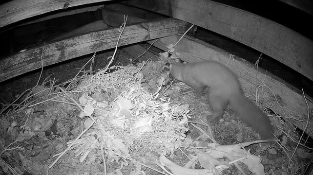 European pine marten (Martes martes) looking for food at the composting site near a private house. Estonia.
