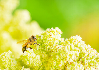 bee in yellow flowers with blurred background © Kyreichenko