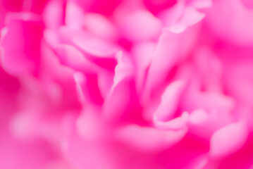 Obraz premium abstraction with pink peony petals