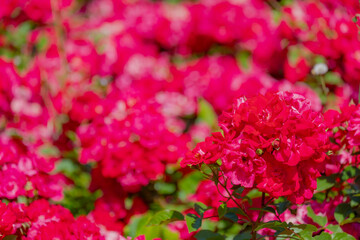 Fototapeta premium Selective focus of purple red Rotilia shrub rose in the garden, A compact large flowering shrub with green leaves, The flowers are in clusters and have a pleasant fragrance, Natural floral background
