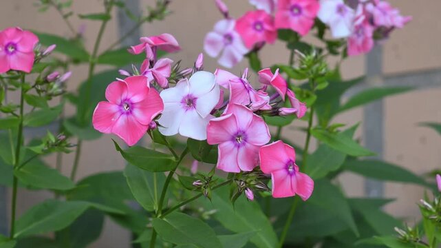 Pink and white phlox flowers blooming in garden