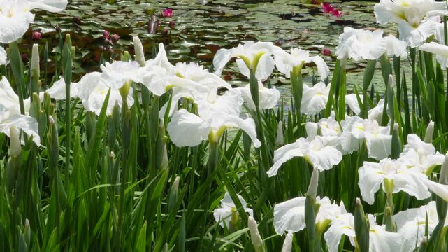 水辺の花」の写真素材 | 28,857件の無料イラスト画像 | Adobe Stock