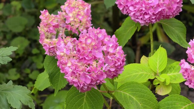 Beautiful pink hydrangea flowers in summer garden video
