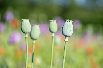 Obraz premium Bright field filled with poppy plants. Green seed pods are visible as they grow tall during a sunny day. Flowers bloom in the background, showing various colors in the field.