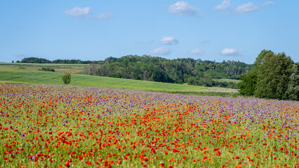 Obraz premium A field full of red poppies stretches wide under a blue sky with fluffy clouds. Green hills are in the background. It is a sunny day with clear weather.