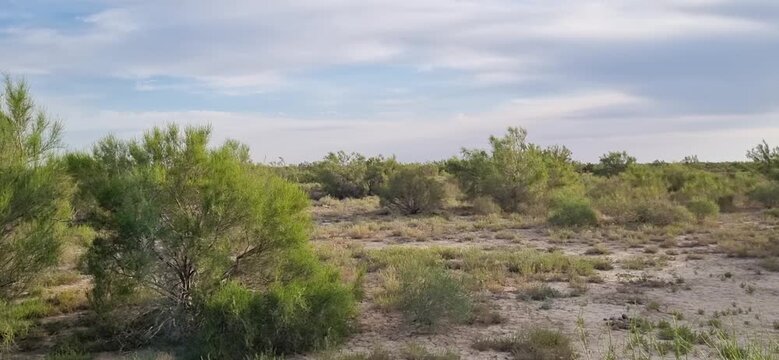 Low-angle slow-motion camera movement through saxaul plants in a semi-desert under a dramatic cloudy sky.