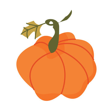 Classic Orange Pumpkin Vector Illustration with Leaf and Curved Stem, Isolated Harvest Vegetable Clipart for Autumn, Thanksgiving and Halloween Design