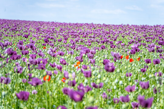 A large field filled with many poppy flowers in different colors. The scene shows the flowers stretching across the land. It is a sunny day with a clear sky above.