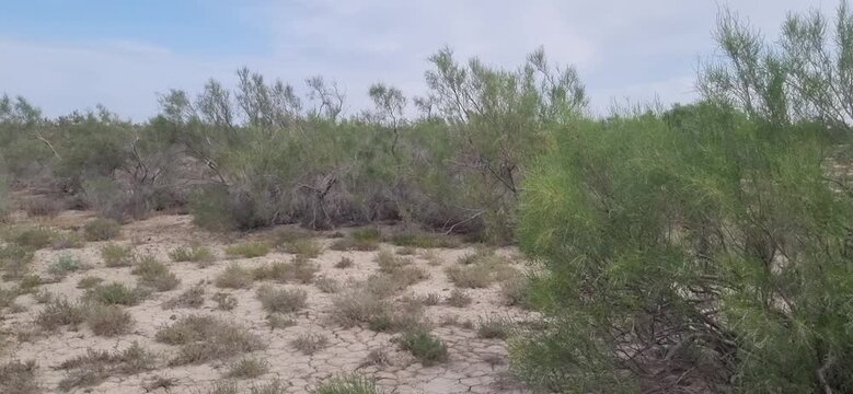 POV video of walking through a saxaul forest in a dry clay desert