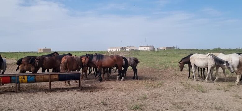 Horses Standing Near Iron Water Trough Under Blue Sky