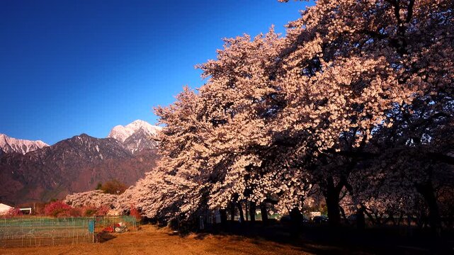 眞原桜並木の朝と南アルプス