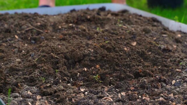 Tilling garden bed soil with hand hoe and mixing soil with chicken manure