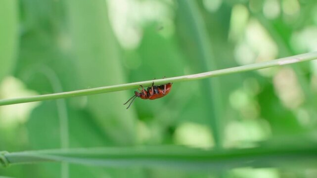 Red lily beetle Lilioceris merdigera on garlic leaf close-up. Plant pests in garden bed