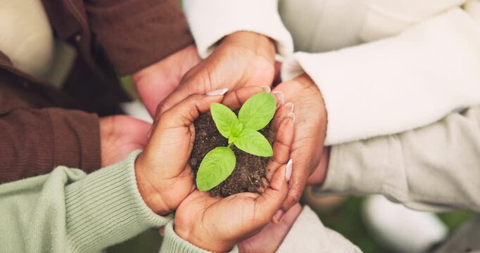 Above, soil and hands of people with plant for conservation, earth day and sustainability outdoor. Nature, circle and group with seedling in fertilizer for eco friendly, environmental care or ecology