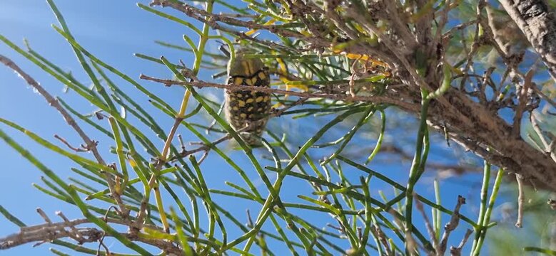 Green Spotted Beetle on a Saxaul Branch Bottom View
