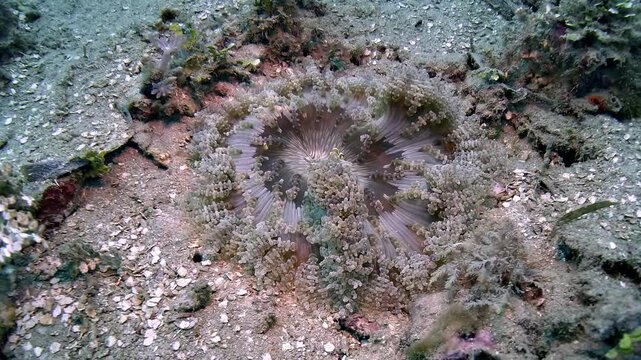 Very small clownfish shelter within a flat sea anemone resting on a tropical reef in the Banda Sea, Timor-Leste.