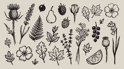Black ink botanical illustrations of flowers leaves fruits and seeds including thistle lavender fern pear rose raspberry and citrus arranged on light background with vintage detail © Abdul Waheed Studio