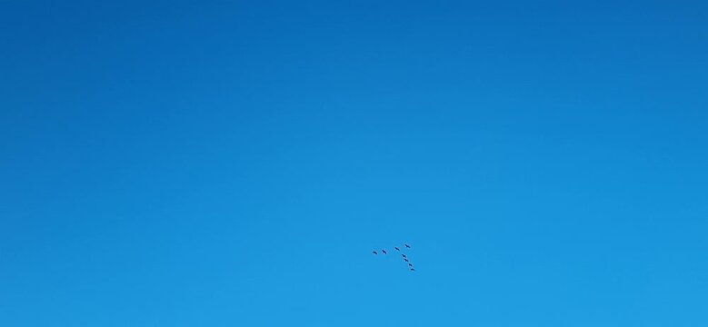Flock of Migratory Birds Flying Across the Sky