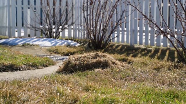 Pile of raked dry grass on lawn with melting snow in early spring