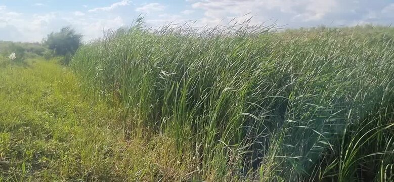 Walking Along a Canal Shore with Cattails Under Cloudy Sky