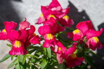 Obraz premium a cluster of vibrant pink and yellow snapdragon flowers in full bloom with green foliage