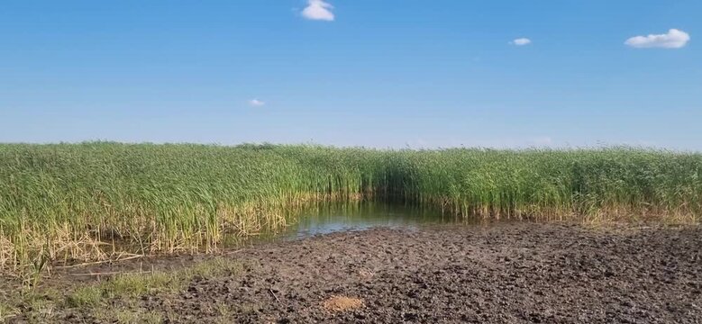 Canal with Cattails Under a Cloudy Daytime Sky