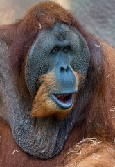 Sumatran orangutan © Hana