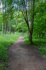 Fototapeta premium A winding dirt path leads through a serene, lush green forest filled with birch trees on a bright spring or summer day