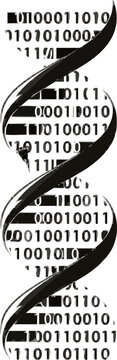 A monochrome vector icon of a glowing DNA double helix strand encrusted with binary code digits, set against a clean white background, symbolizes the intersection of biotechnology and digital