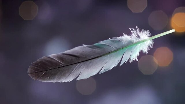 Close-up of a single feather suspended in the air. Delicate bird plumage floating against a dark background with warm bokeh lights. Abstract macro photography