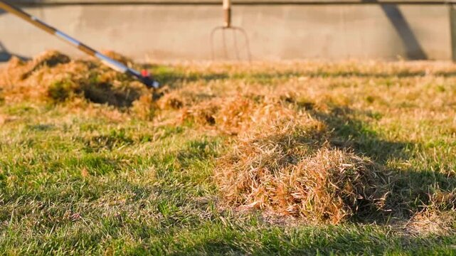 Lawn after raking with dry grass piles and rake at sunset