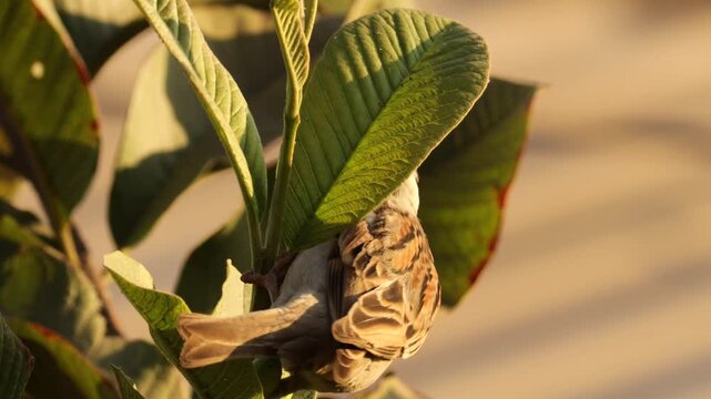 Male House Sparrow Perched on Green Guava Tree Leaves. sparrow, house sparrow, passer domesticus, bird, songbird, avian, wildlife, fauna, nature, wild bird, small bird. sparrow, house sparrow.