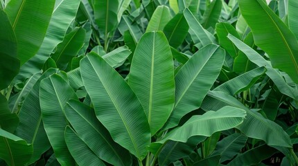 Fototapeta premium Banana Leaf Background of Lush Green Foliage in a Jungle