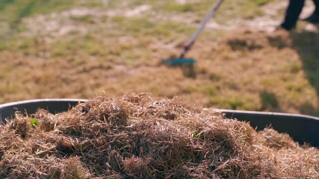 Wheelbarrow full of raked dry grass with rake on lawn in background