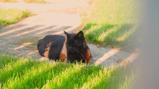 Black cat resting on garden path at sunset close-up