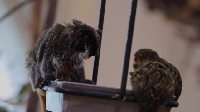Close-up video of two small marmoset monkeys sitting next to each other and eating food. Cute tiny primates with soft fur showing natural feeding behavior in a zoo-like enclosure.