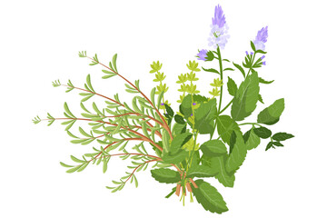 Fresh herbs bouquet with rosemary, mint and thyme with purple flowers, green leaves on white background. © Irina